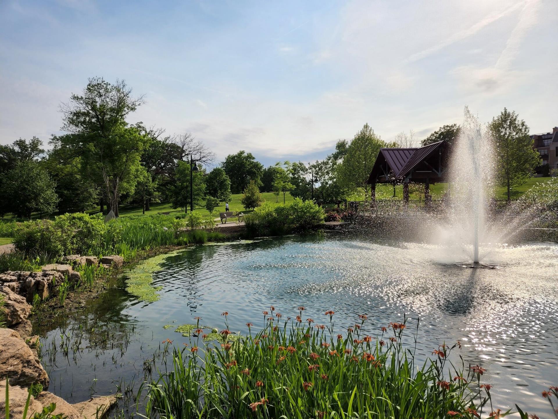 Shaw Park pond