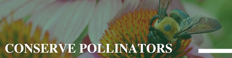 Conserve Pollinators