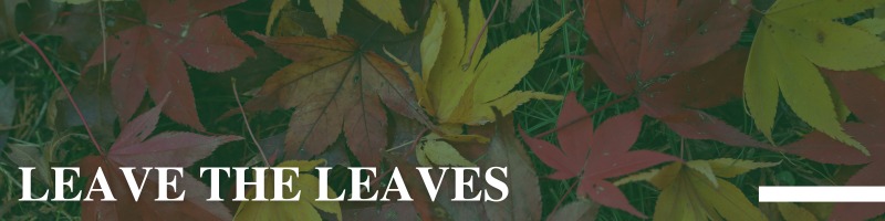 Leave the Leaves